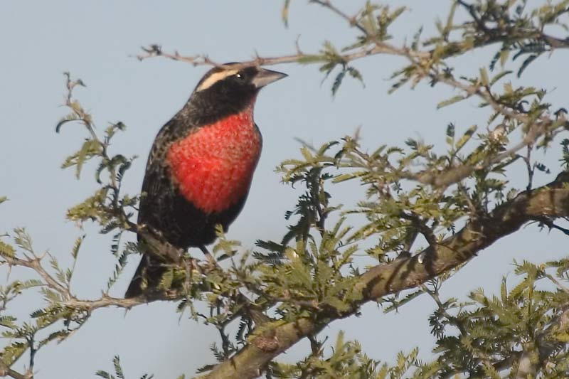 Pretty White-browed blackbird