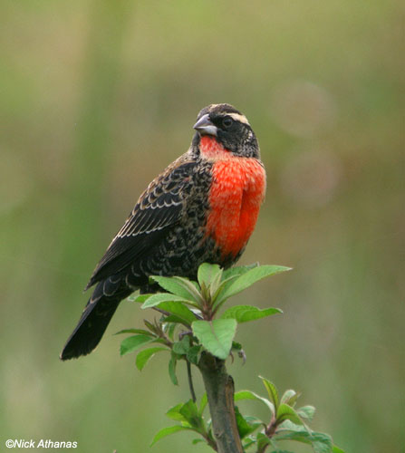 Pretty White-browed blackbird