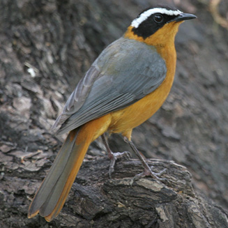 Pretty White-browed robin chat