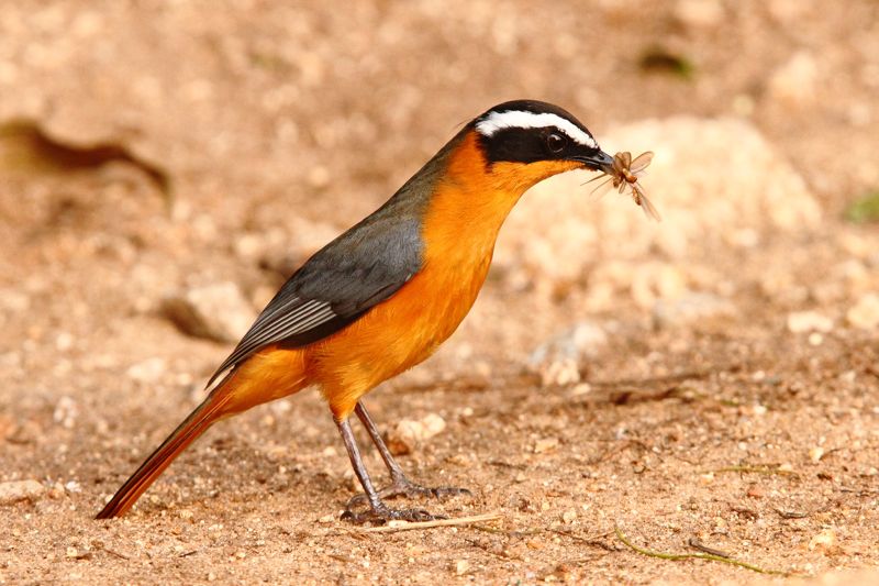 Pretty White-browed robin chat