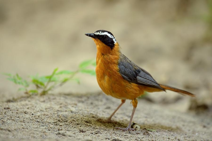 Pretty White-browed robin chat