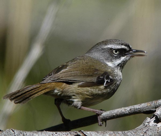White-browed scrubwren