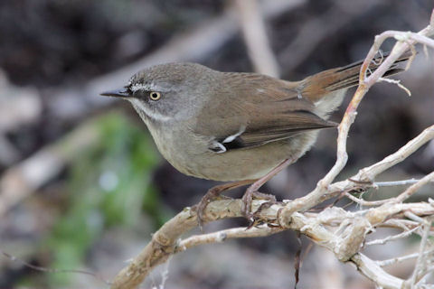 Pretty White-browed scrubwren