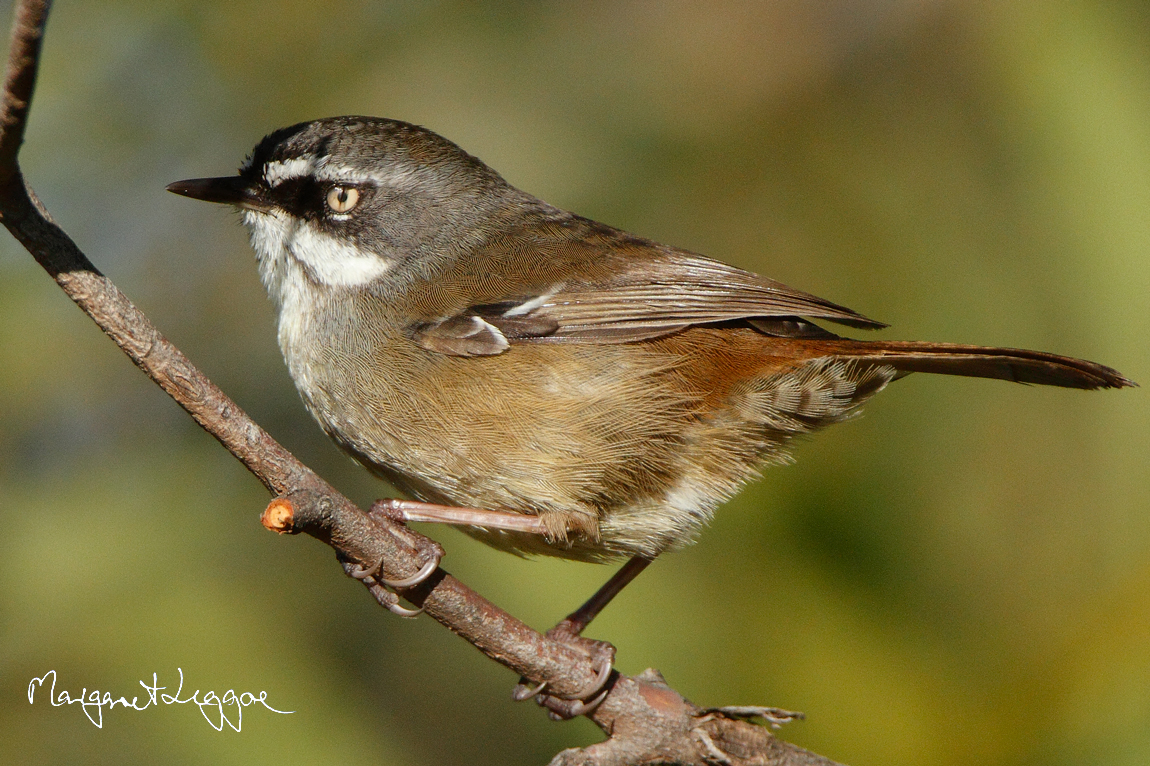 Pretty White-browed scrubwren