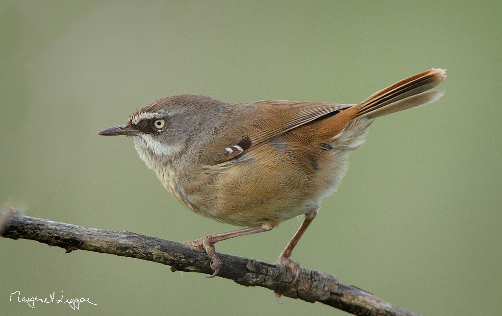 Pretty White-browed scrubwren