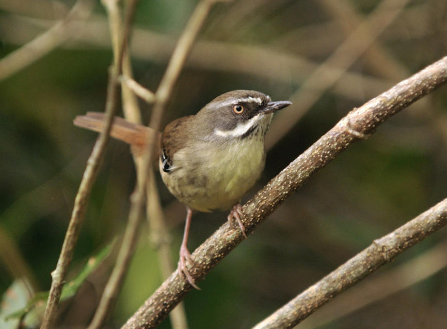 Pretty White-browed scrubwren