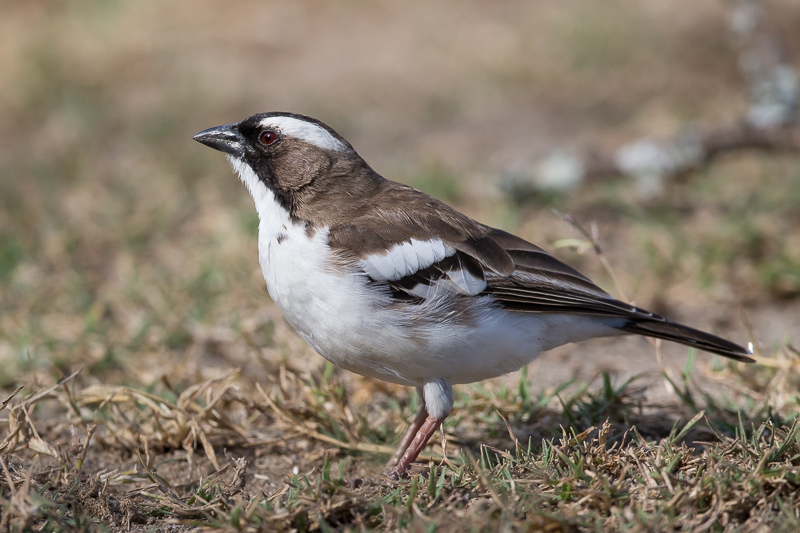 White-browed sparrow-weaver