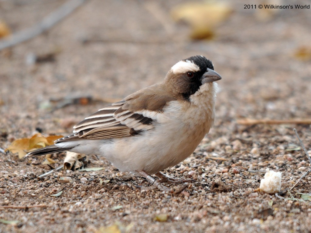 Pretty White-browed sparrow-weaver