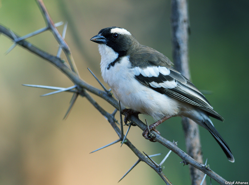 Pretty White-browed sparrow-weaver