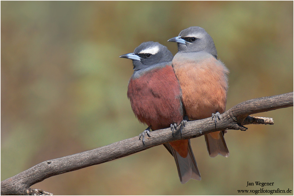 Pretty White-browed woodswallow