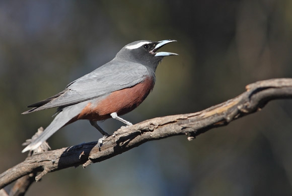 Pretty White-browed woodswallow