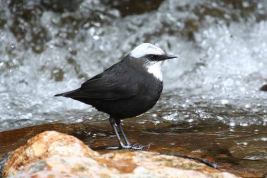 White-capped dipper
