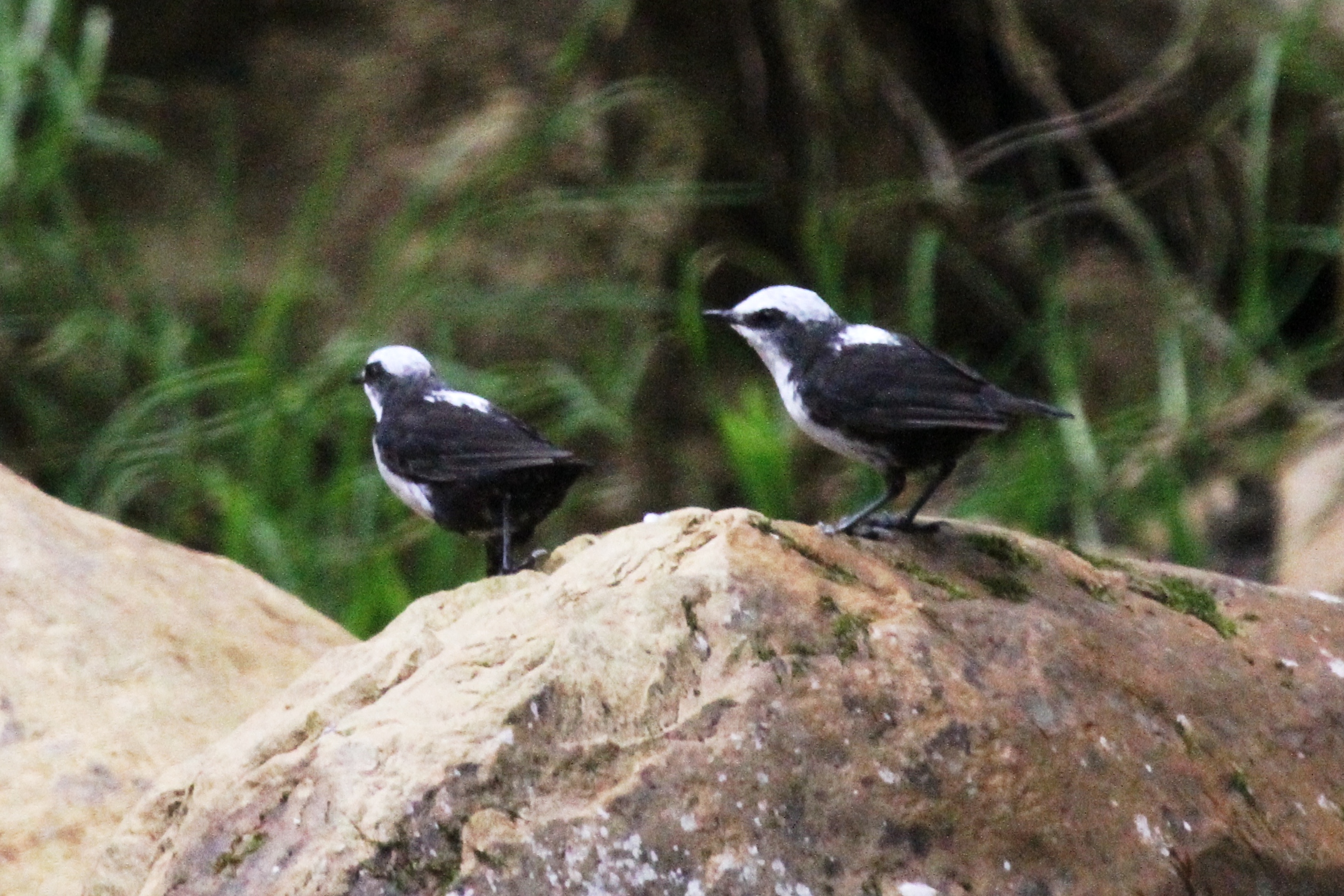 Pretty White-capped dipper