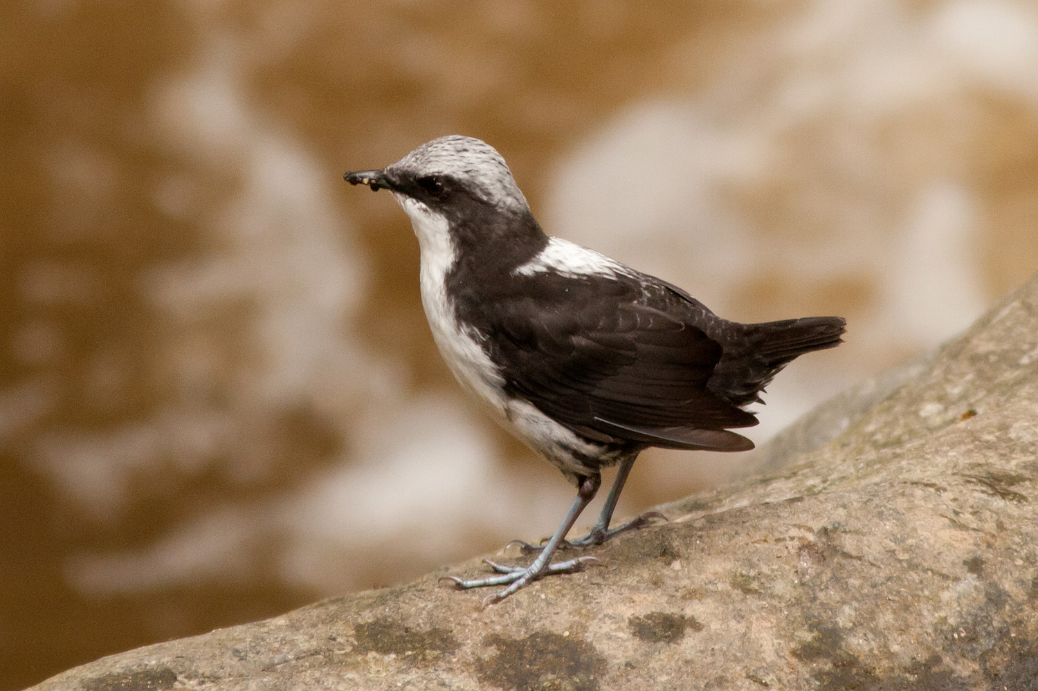 Pretty White-capped dipper