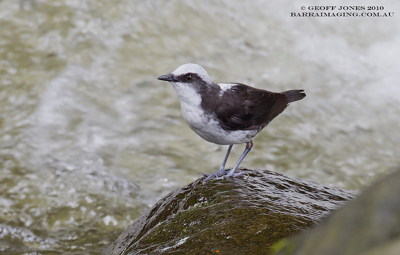 Pretty White-capped dipper