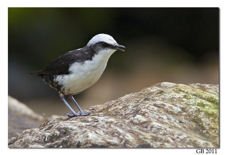 Pretty White-capped dipper
