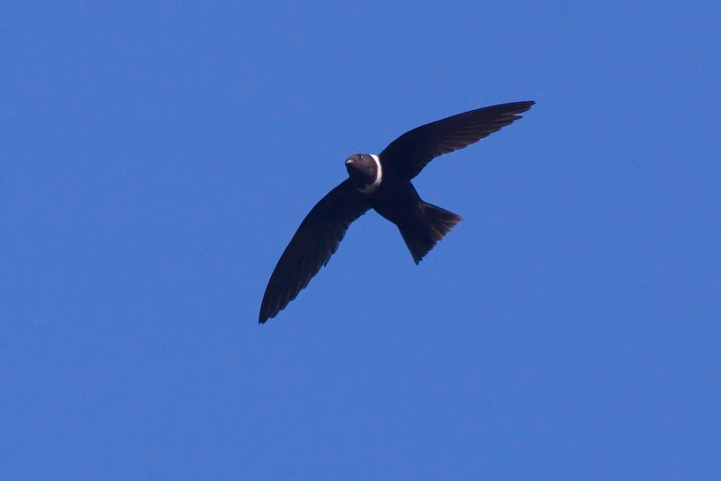 Pretty White-collared swift