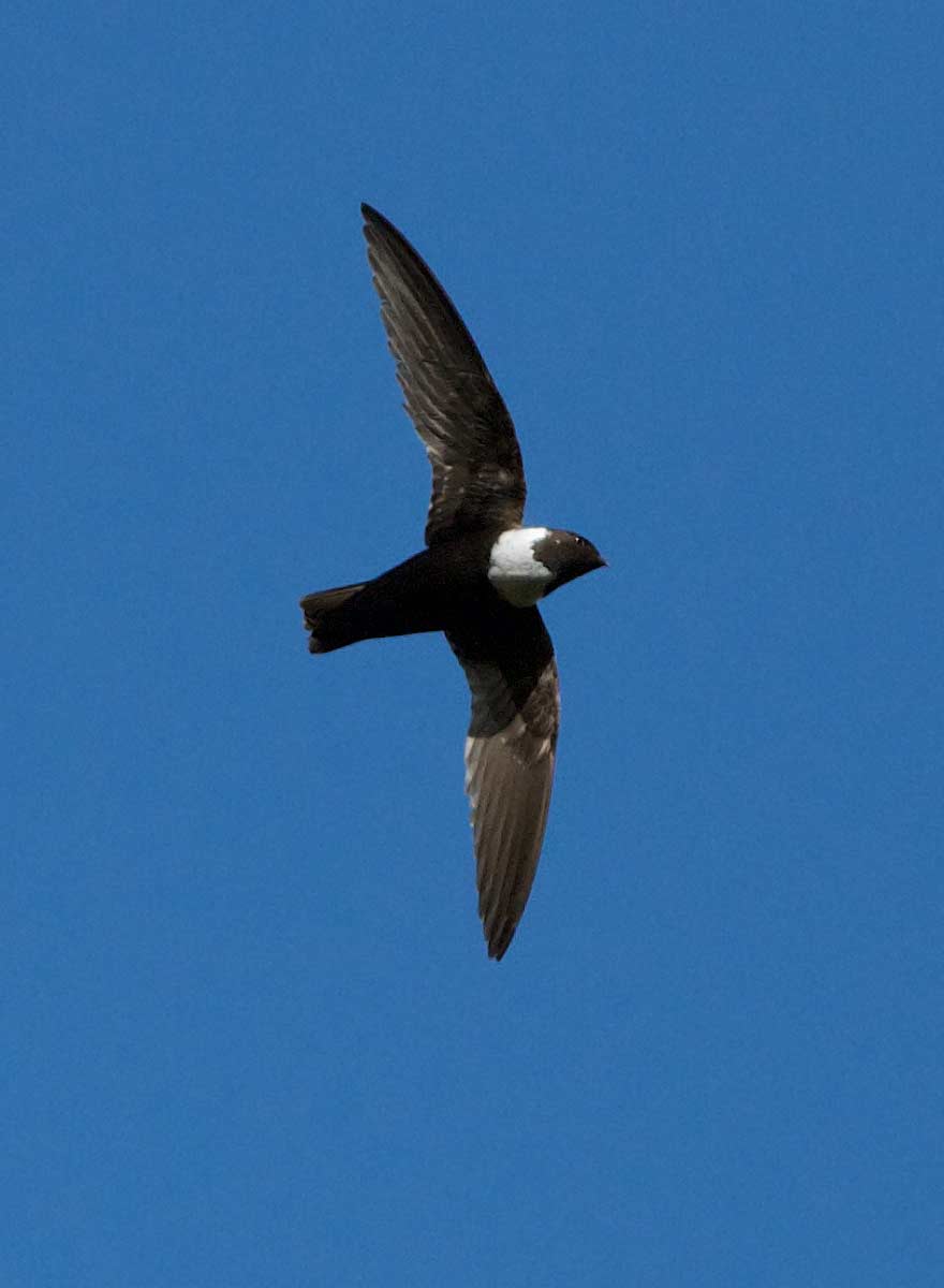 Pretty White-collared swift
