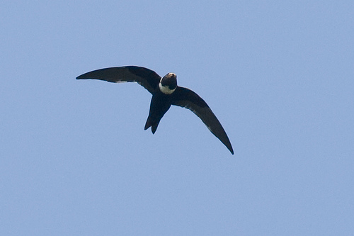 Pretty White-collared swift