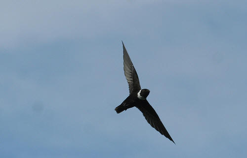 Pretty White-collared swift
