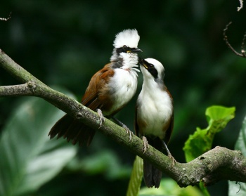 Pretty White-crested laughing thrush