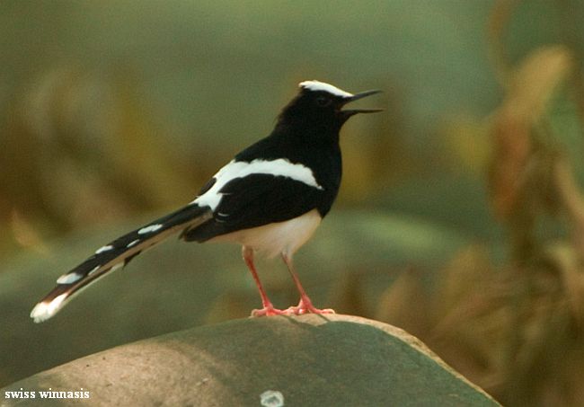 Pretty White-crowned forktail