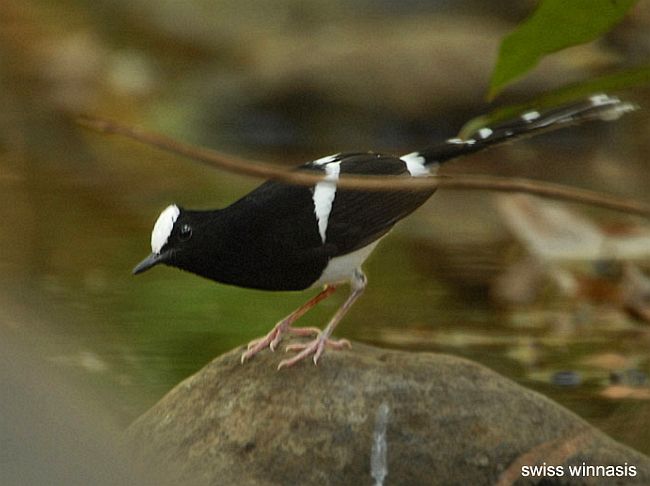 Pretty White-crowned forktail