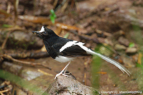 Pretty White-crowned forktail