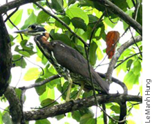 White-eared night heron