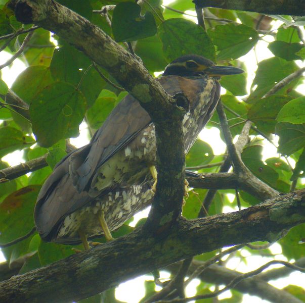 Pretty White-eared night heron