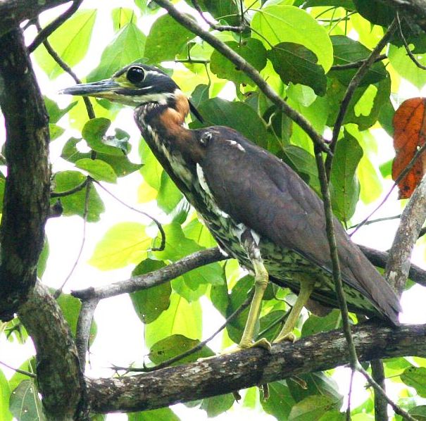 Pretty White-eared night heron