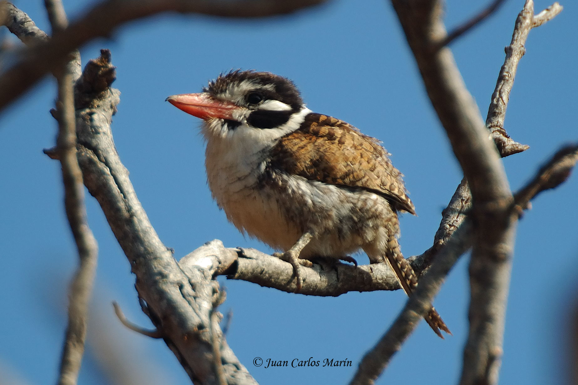 White-eared puffbird