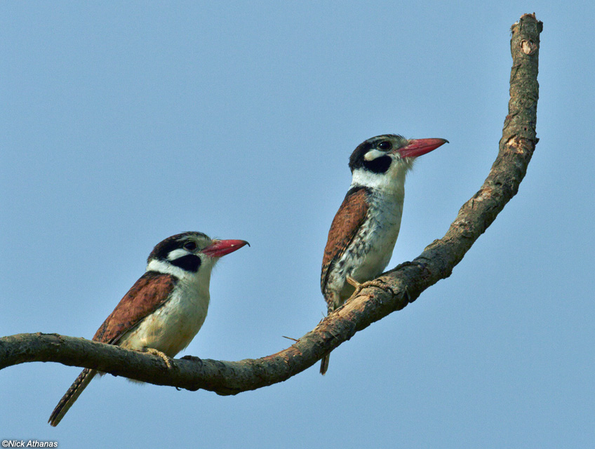 Pretty White-eared puffbird