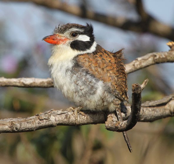 Pretty White-eared puffbird