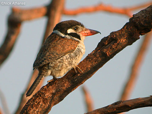Pretty White-eared puffbird