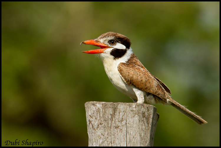 Pretty White-eared puffbird