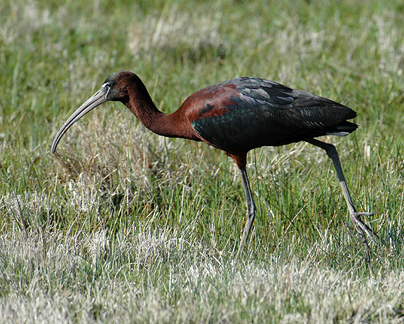 Pretty White-faced glossy ibis