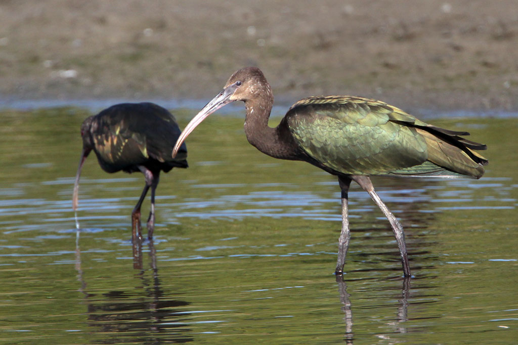 Pretty White-faced glossy ibis