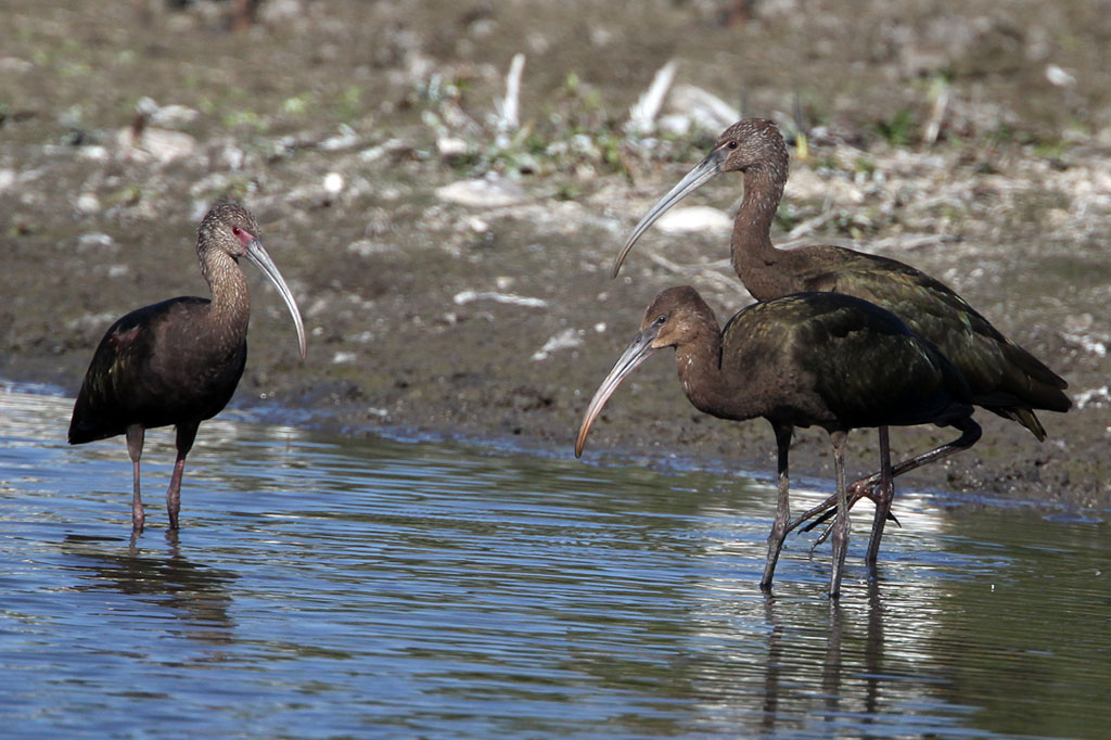 Pretty White-faced glossy ibis