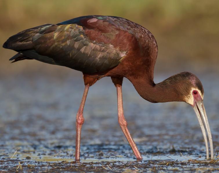 Pretty White-faced glossy ibis