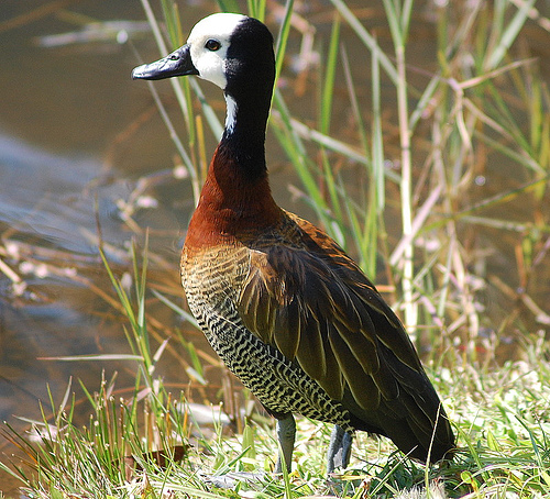 White-faced whistling duck