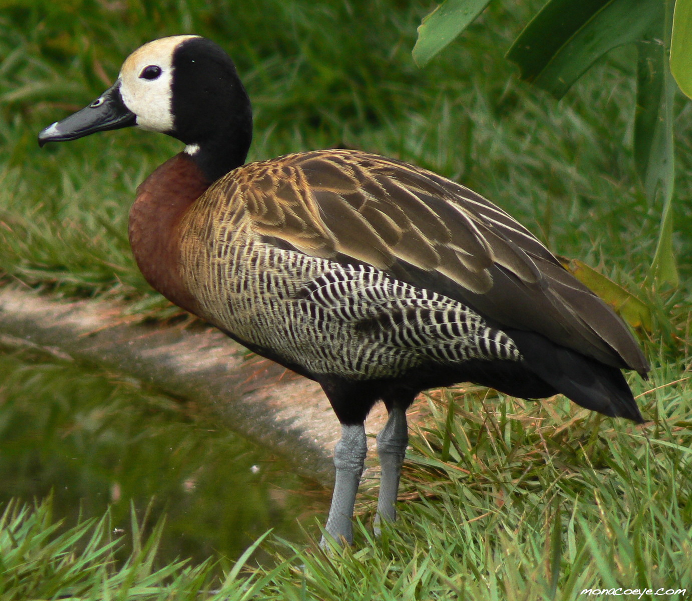 Pretty White-faced whistling duck