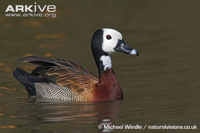 Pretty White-faced whistling duck