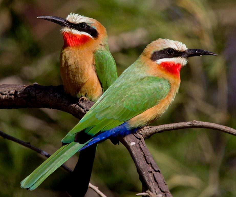 White-fronted bee-eater