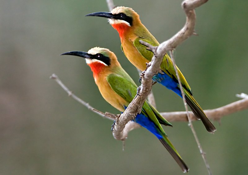 Pretty White-fronted bee-eater