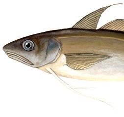 White hake