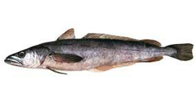 Pretty White hake