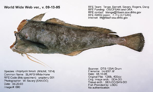 Pretty White hake