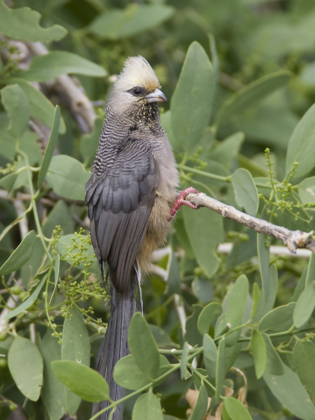 White-headed mousebird