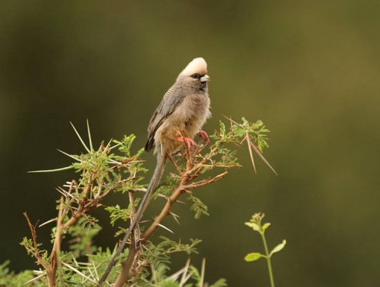 Pretty White-headed mousebird